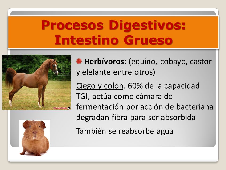 Procesos Digestivos: Intestino Grueso