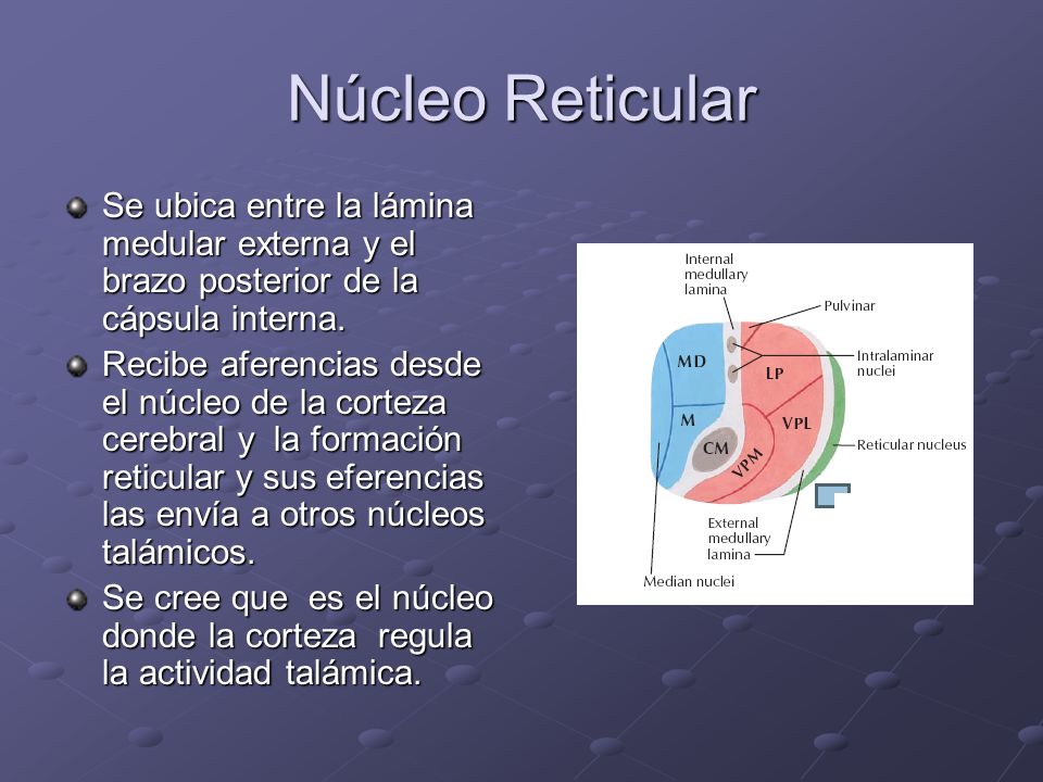 Núcleo Reticular Se ubica entre la lámina medular externa y el brazo posterior de la cápsula interna.