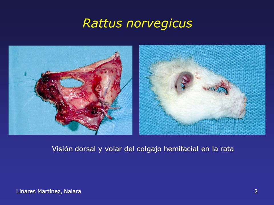 Rattus norvegicus Visión dorsal y volar del colgajo hemifacial en la rata Linares Martínez, Naiara