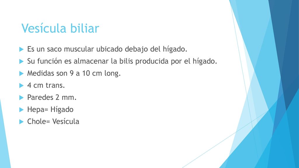 Vesícula biliar Es un saco muscular ubicado debajo del hígado.