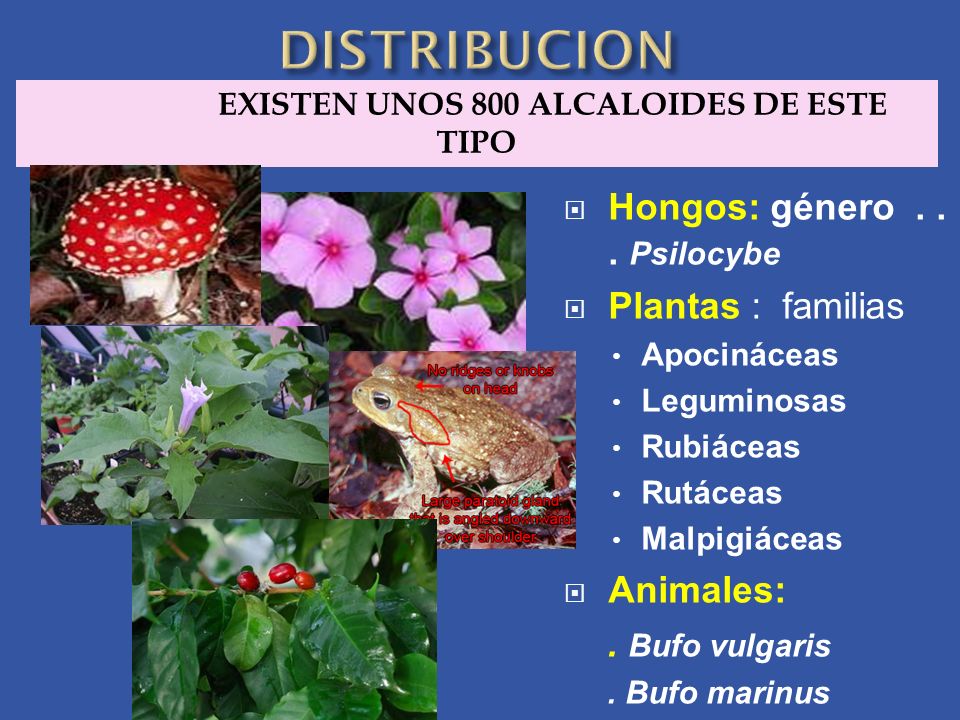 EXISTEN UNOS 800 ALCALOIDES DE ESTE TIPO