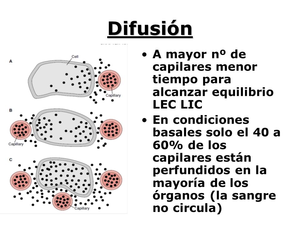 Difusión A mayor nº de capilares menor tiempo para alcanzar equilibrio LEC LIC.