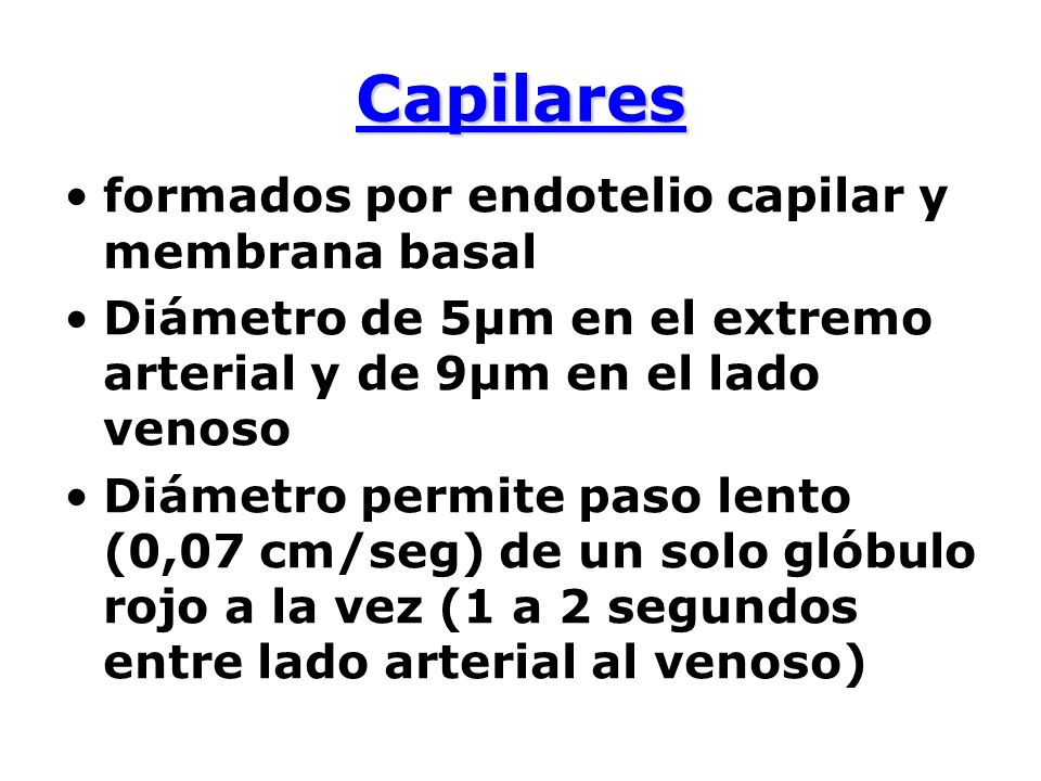 Capilares formados por endotelio capilar y membrana basal