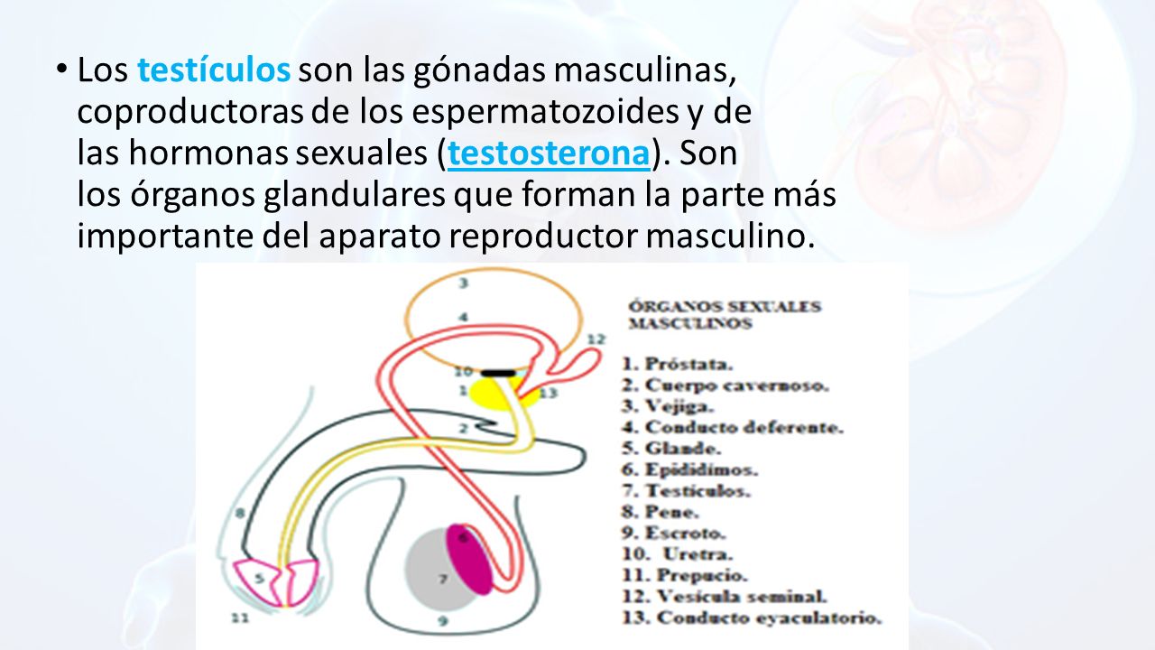 Los testículos son las gónadas masculinas, coproductoras de los espermatozoides y de las hormonas sexuales (testosterona).