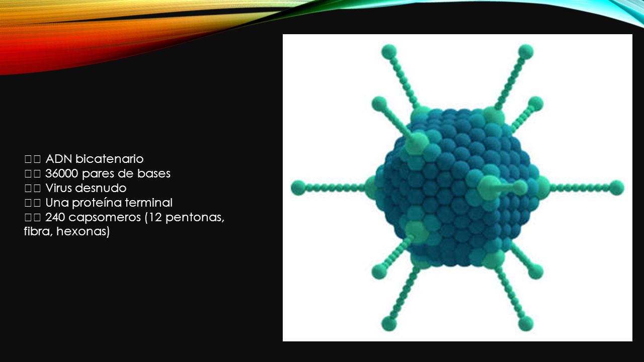 🤓 ADN bicatenario 😮 pares de bases. 😏 Virus desnudo.