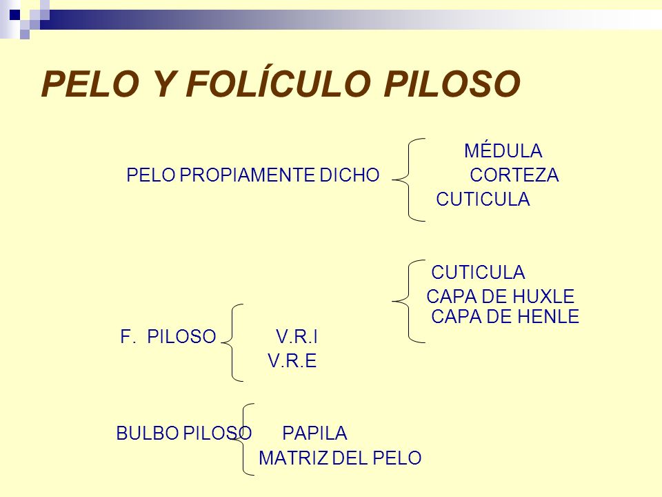 PELO Y FOLÍCULO PILOSO MÉDULA PELO PROPIAMENTE DICHO CORTEZA CUTICULA