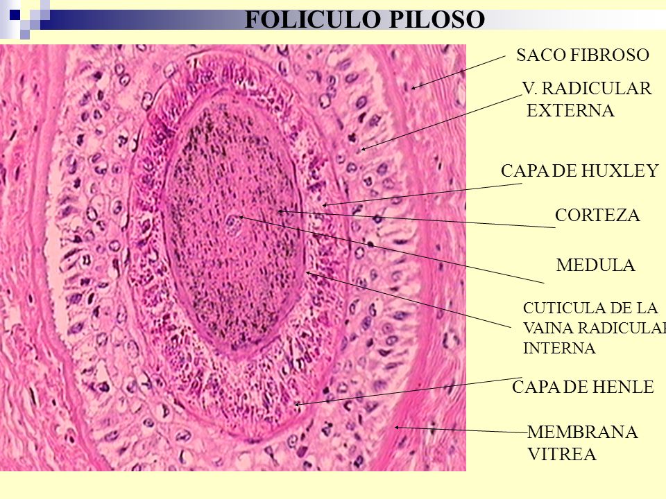FOLICULO PILOSO SACO FIBROSO V. RADICULAR EXTERNA CAPA DE HUXLEY