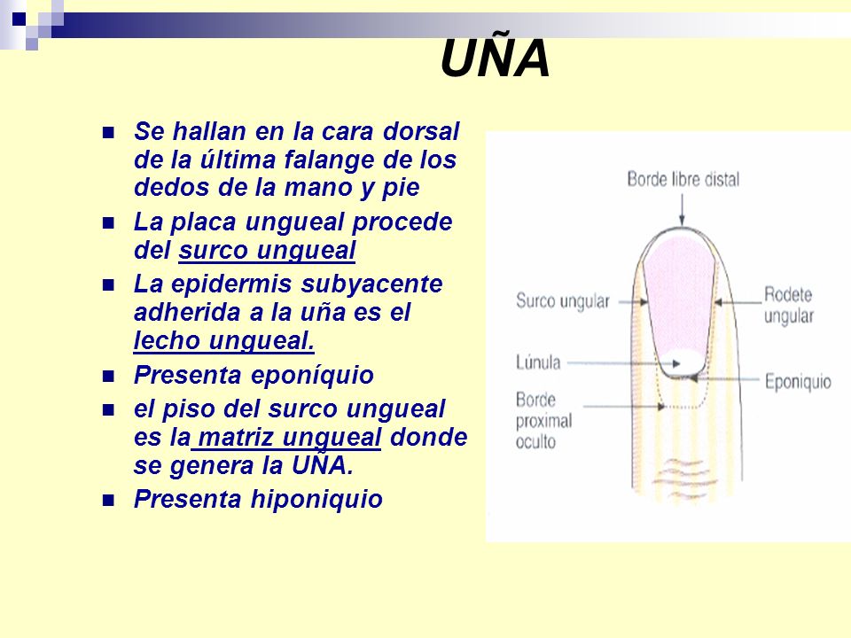 UÑA Se hallan en la cara dorsal de la última falange de los dedos de la mano y pie. La placa ungueal procede del surco ungueal.