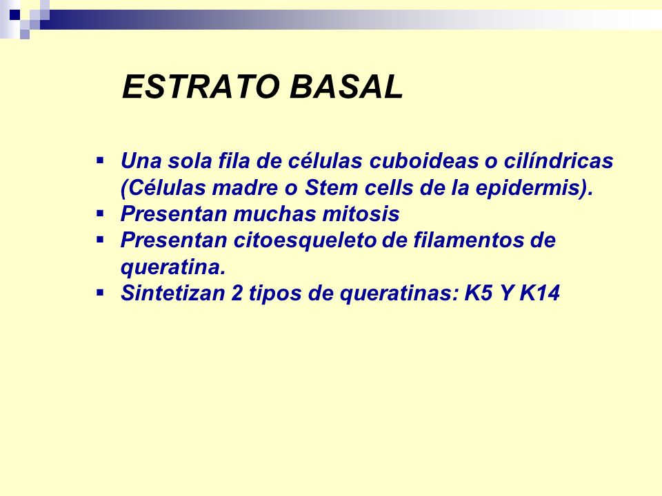 ESTRATO BASAL Una sola fila de células cuboideas o cilíndricas (Células madre o Stem cells de la epidermis).