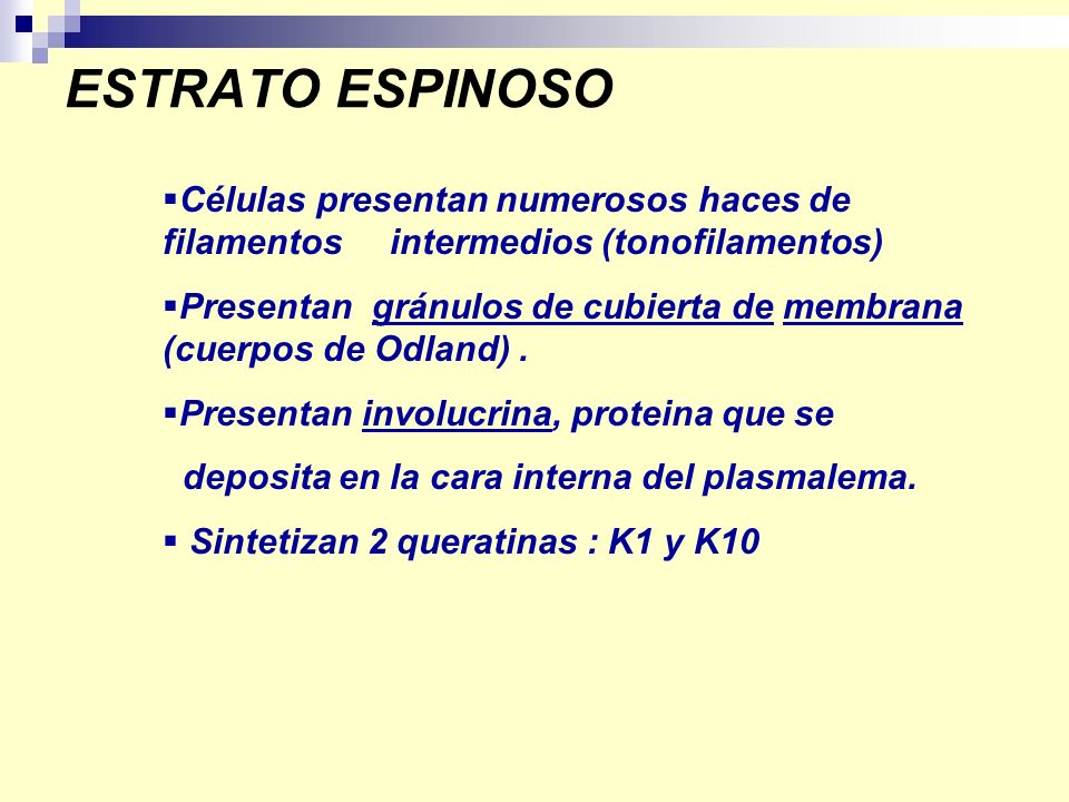 ESTRATO ESPINOSO Células presentan numerosos haces de filamentos intermedios (tonofilamentos)