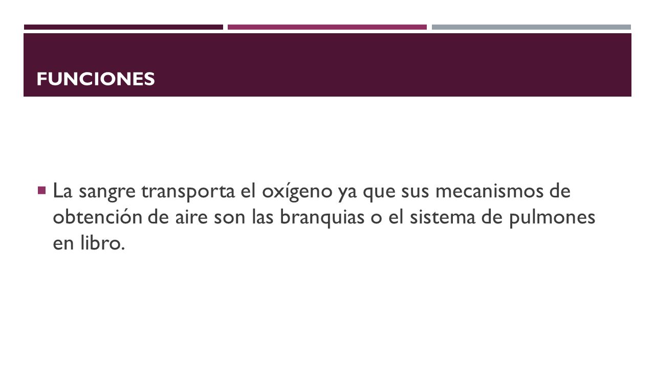 Funciones La sangre transporta el oxígeno ya que sus mecanismos de obtención de aire son las branquias o el sistema de pulmones en libro.