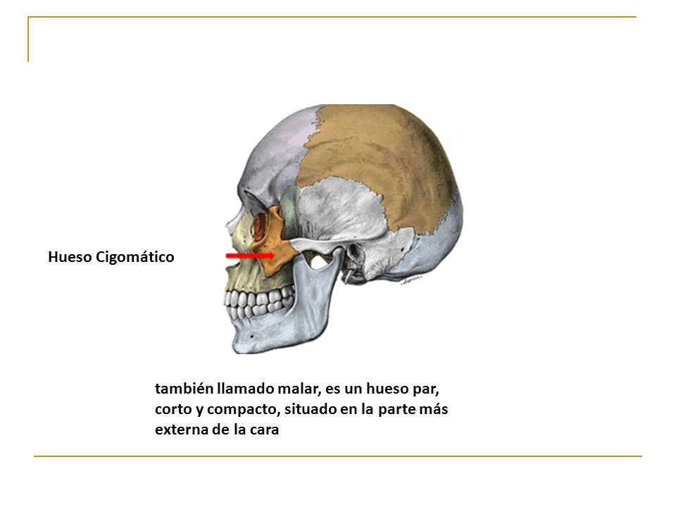 Hueso Cigomático también llamado malar, es un hueso par, corto y compacto, situado en la parte más externa de la cara.