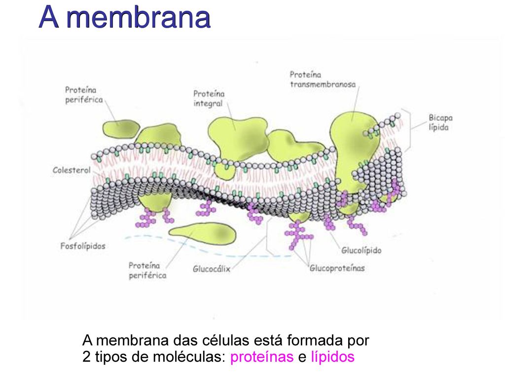 A membrana A membrana das células está formada por