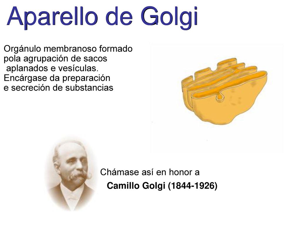 Aparello de Golgi Orgánulo membranoso formado pola agrupación de sacos