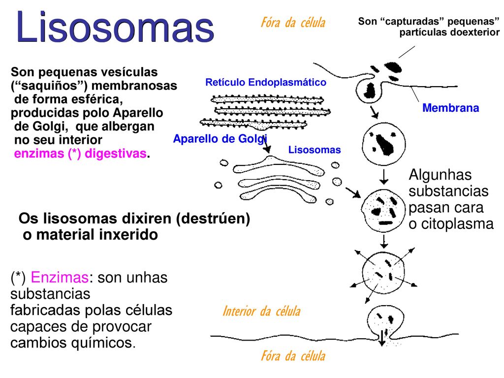 Lisosomas Fóra da célula Algunhas substancias pasan cara o citoplasma