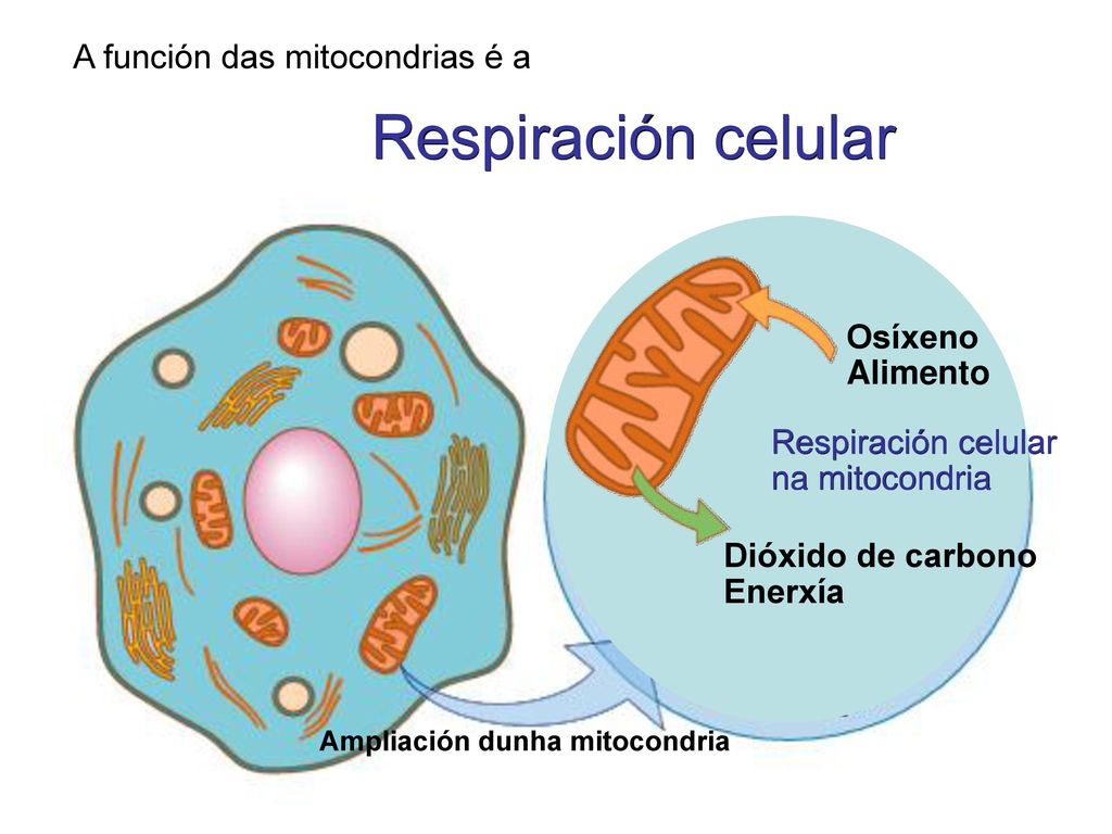 Respiración celular A función das mitocondrias é a Osíxeno Alimento