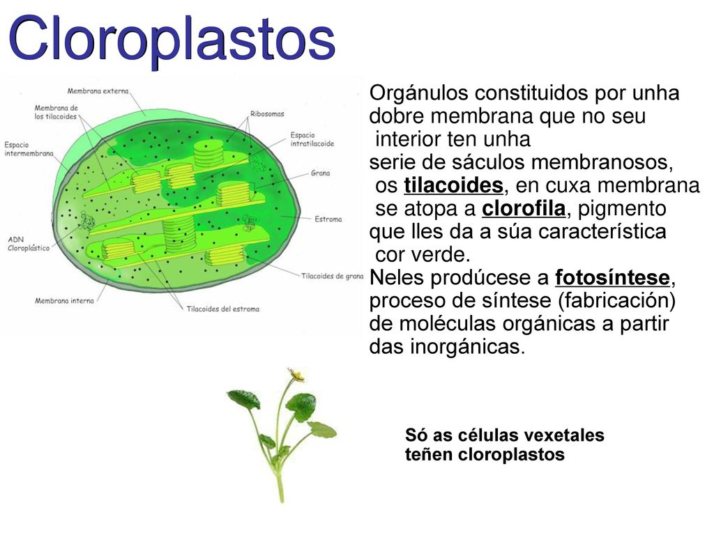 Cloroplastos Orgánulos constituidos por unha dobre membrana que no seu