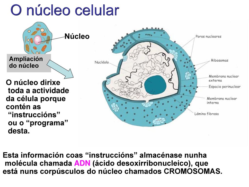 O núcleo celular Núcleo O núcleo dirixe toda a actividade