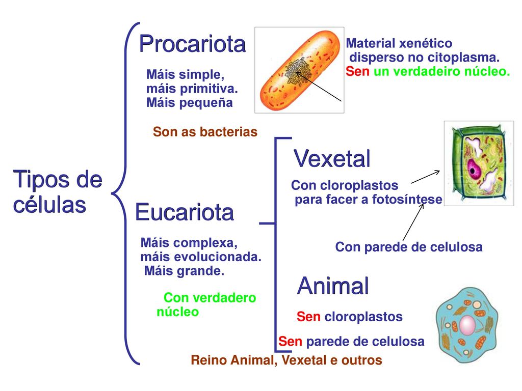 Procariota Vexetal Tipos de células Eucariota Animal Material xenético