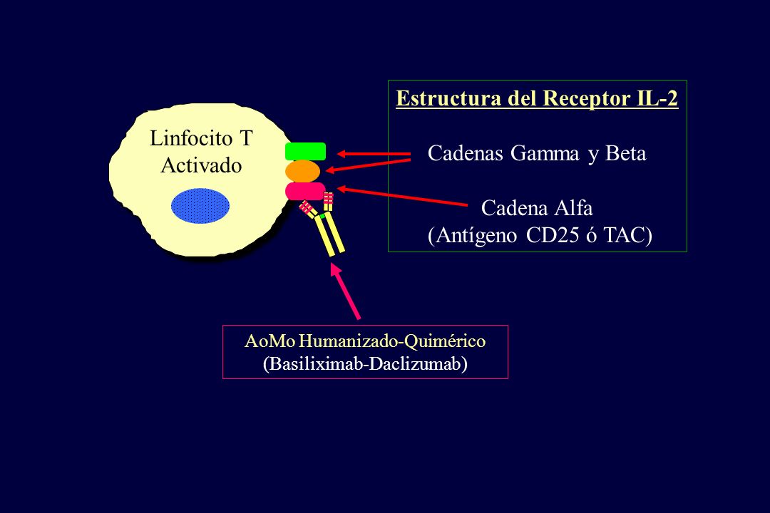 Estructura del Receptor IL-2 Cadenas Gamma y Beta Cadena Alfa