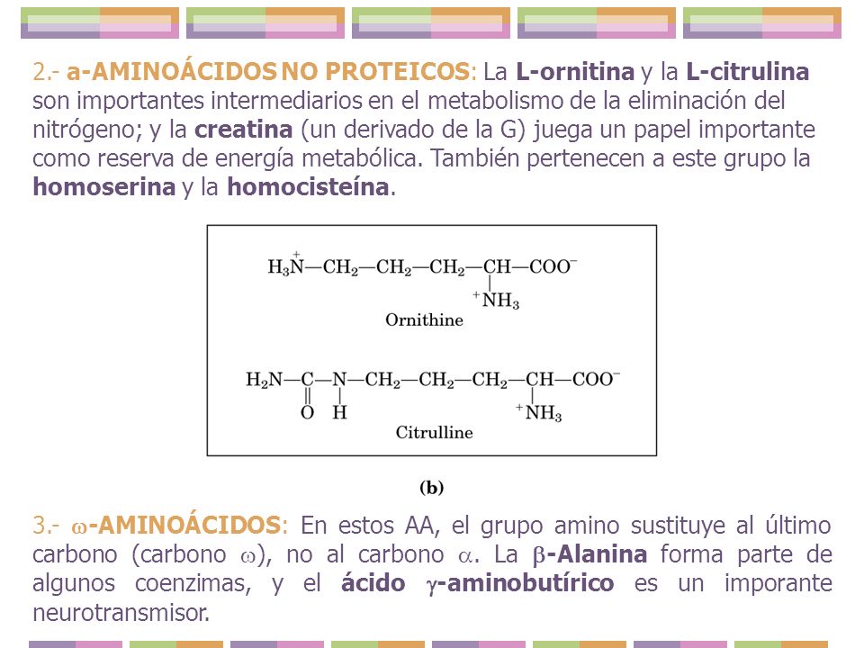 2.- a-AMINOÁCIDOS NO PROTEICOS: La L-ornitina y la L-citrulina son importantes intermediarios en el metabolismo de la eliminación del nitrógeno; y la creatina (un derivado de la G) juega un papel importante como reserva de energía metabólica. También pertenecen a este grupo la homoserina y la homocisteína.