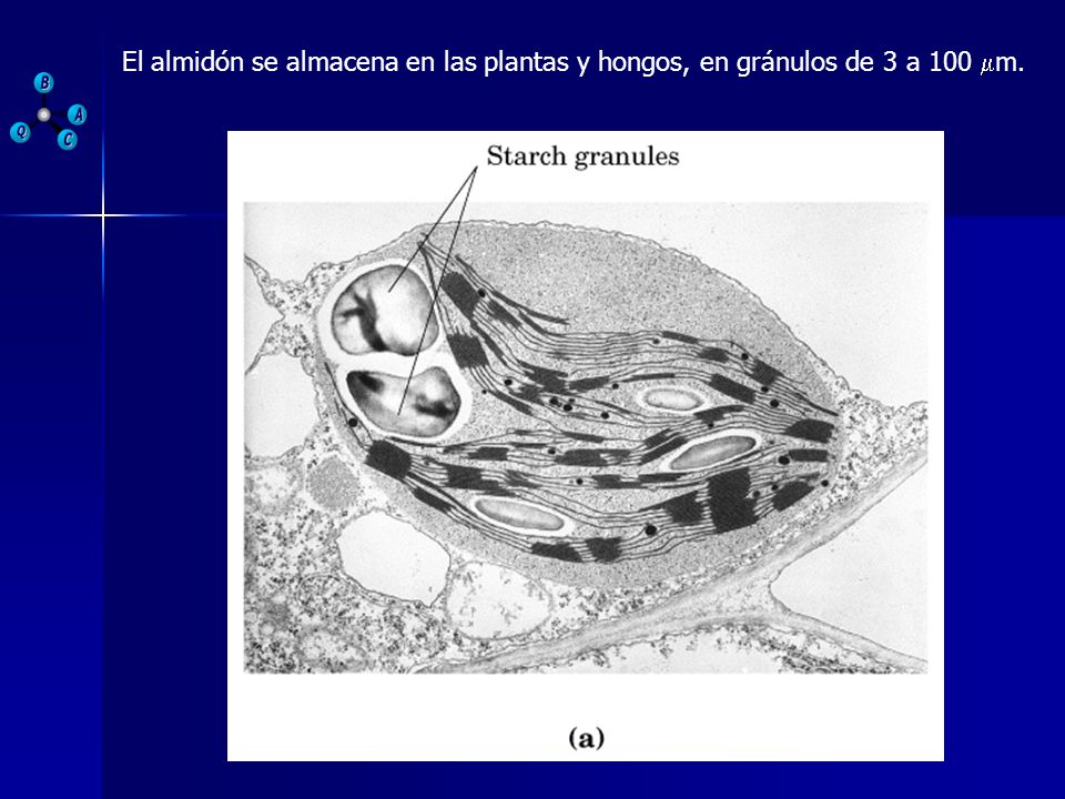 El almidón se almacena en las plantas y hongos, en gránulos de 3 a 100 m.
