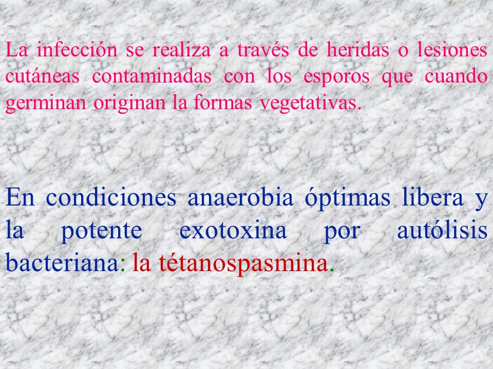 La infección se realiza a través de heridas o lesiones cutáneas contaminadas con los esporos que cuando germinan originan la formas vegetativas.