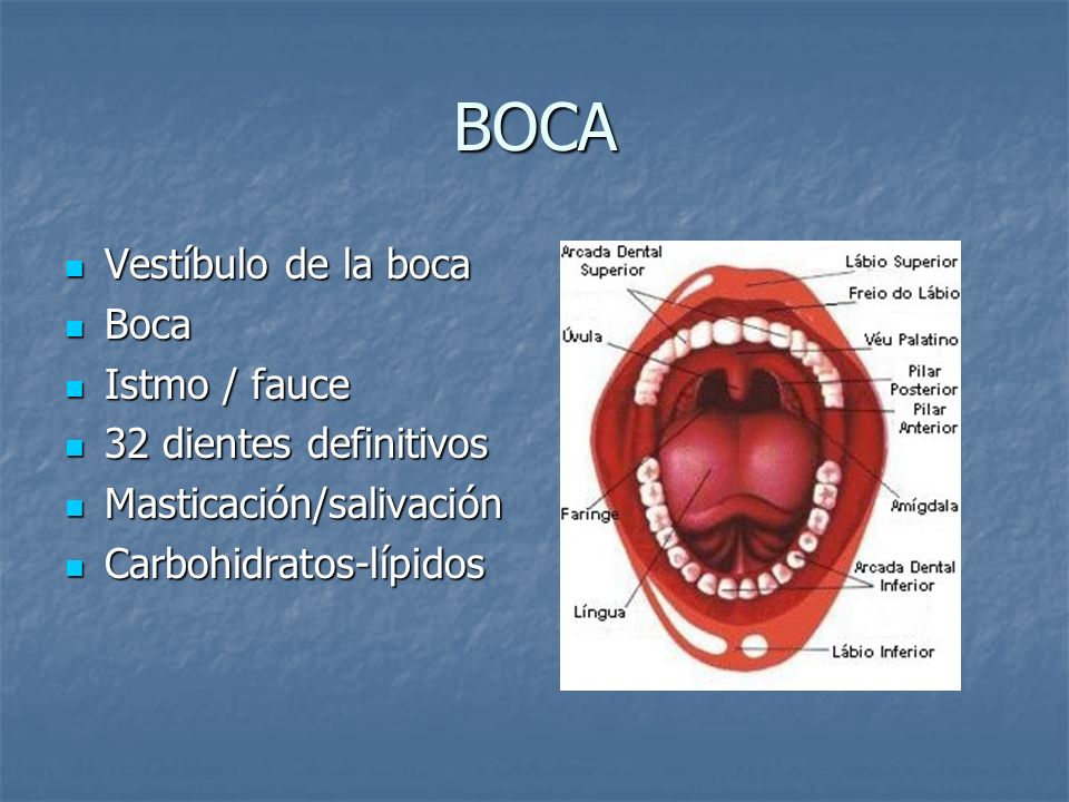 BOCA Vestíbulo de la boca Boca Istmo / fauce 32 dientes definitivos
