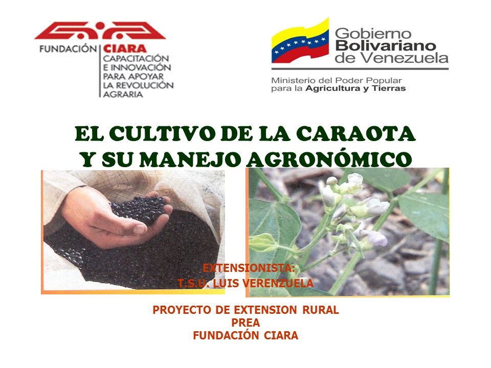 EL CULTIVO DE LA CARAOTA Y SU MANEJO AGRONÓMICO EXTENSIONISTA: T. S. U