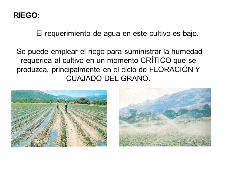 RIEGO: El requerimiento de agua en este cultivo es bajo.
