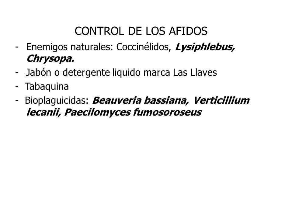 CONTROL DE LOS AFIDOS Enemigos naturales: Coccinélidos, Lysiphlebus, Chrysopa. Jabón o detergente liquido marca Las Llaves.