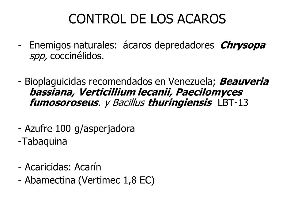 CONTROL DE LOS ACAROS Enemigos naturales: ácaros depredadores Chrysopa spp, coccinélidos.