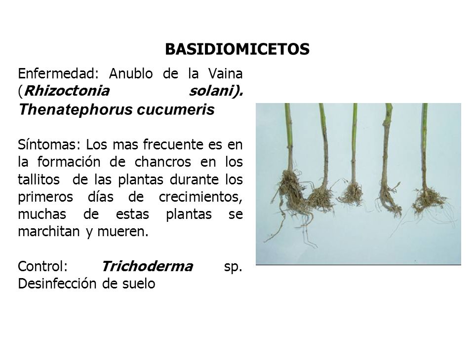 BASIDIOMICETOS Enfermedad: Anublo de la Vaina (Rhizoctonia solani). Thenatephorus cucumeris.
