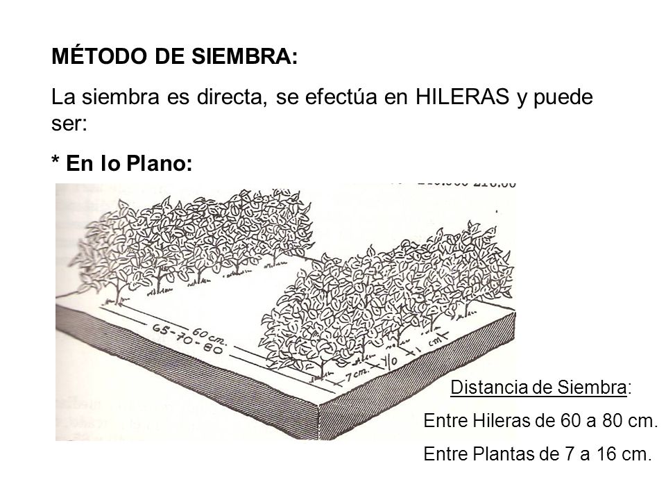 La siembra es directa, se efectúa en HILERAS y puede ser: