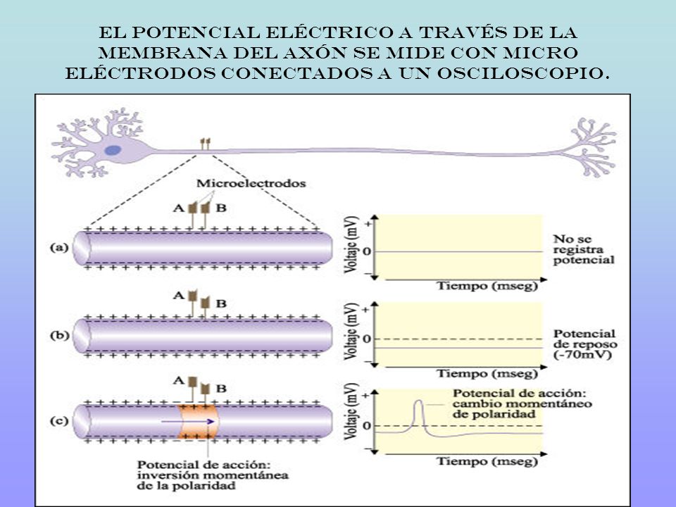 El potencial eléctrico a través de la membrana del axón se mide con micro eléctrodos conectados a un osciloscopio.