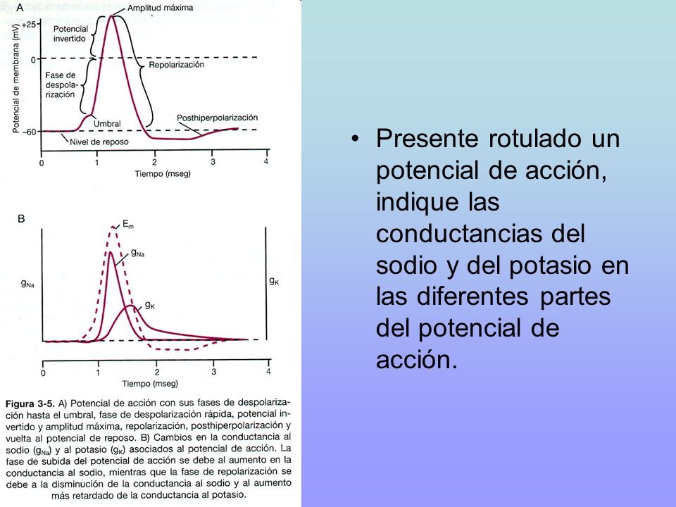 Presente rotulado un potencial de acción, indique las conductancias del sodio y del potasio en las diferentes partes del potencial de acción.