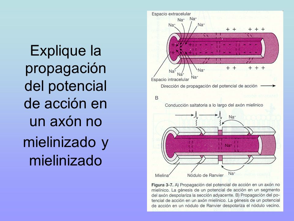 Explique la propagación del potencial de acción en un axón no mielinizado y mielinizado