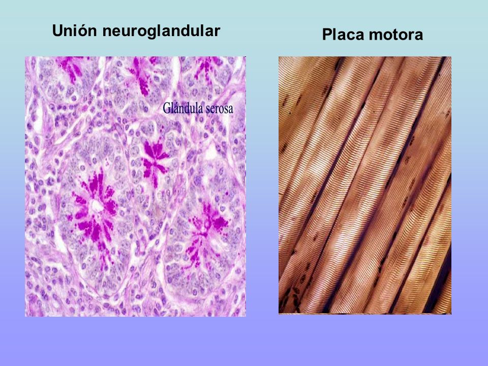 Unión neuroglandular Placa motora