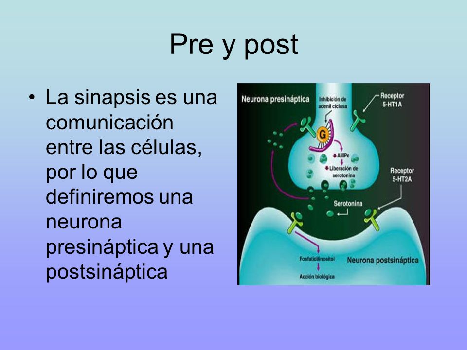 Pre y post La sinapsis es una comunicación entre las células, por lo que definiremos una neurona presináptica y una postsináptica.