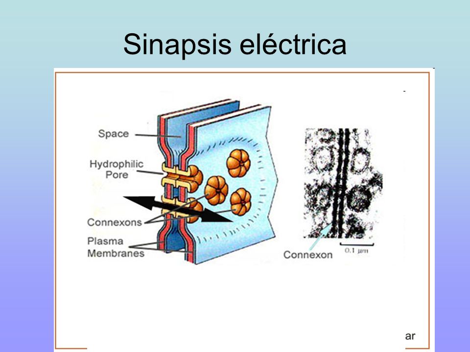 Sinapsis eléctrica