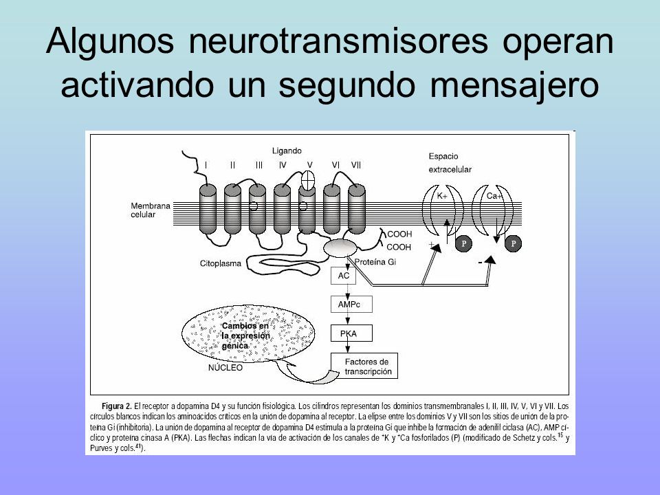 Algunos neurotransmisores operan activando un segundo mensajero