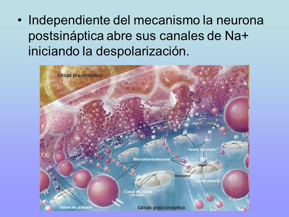 Independiente del mecanismo la neurona postsináptica abre sus canales de Na+ iniciando la despolarización.