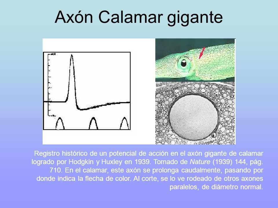 Axón Calamar gigante
