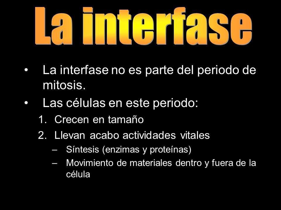 La interfase La interfase no es parte del periodo de mitosis.