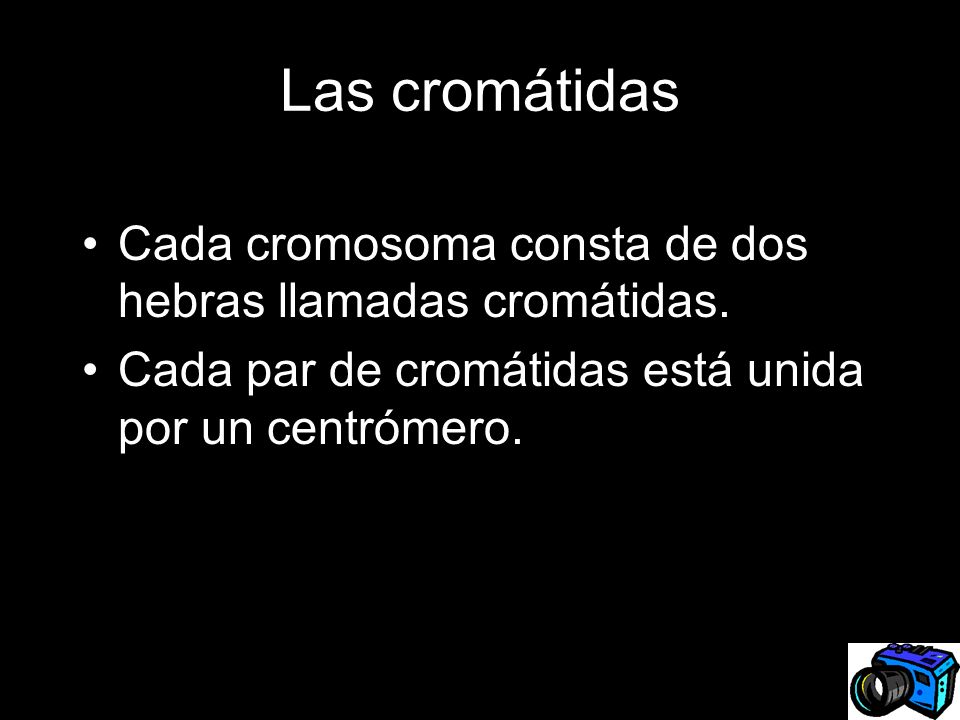 Las cromátidas Cada cromosoma consta de dos hebras llamadas cromátidas.