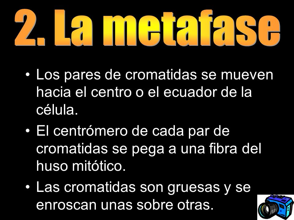 2. La metafase Los pares de cromatidas se mueven hacia el centro o el ecuador de la célula.
