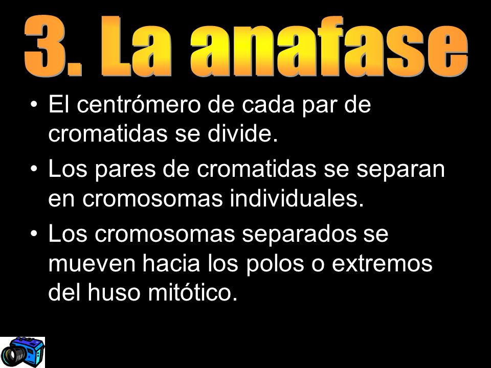 3. La anafase El centrómero de cada par de cromatidas se divide. Los pares de cromatidas se separan en cromosomas individuales.