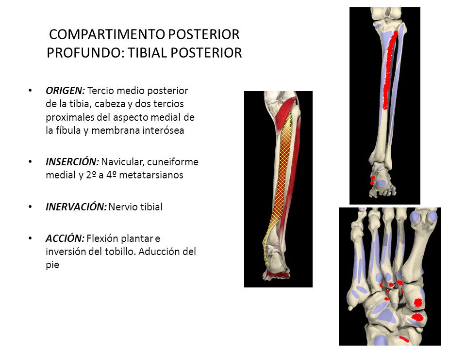 COMPARTIMENTO POSTERIOR PROFUNDO: TIBIAL POSTERIOR