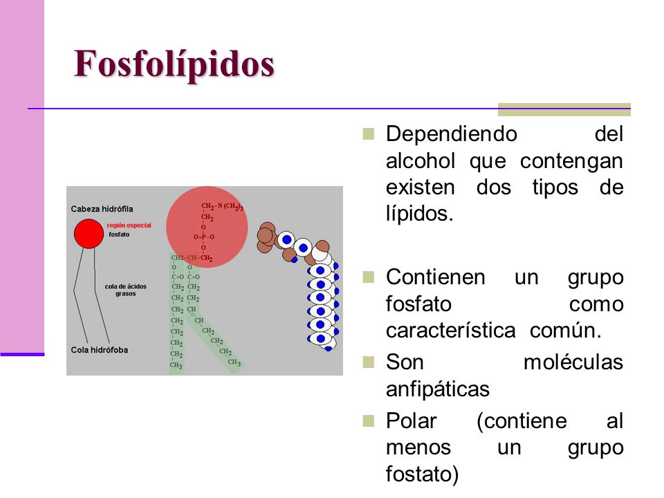 Fosfolípidos Dependiendo del alcohol que contengan existen dos tipos de lípidos. Contienen un grupo fosfato como característica común.