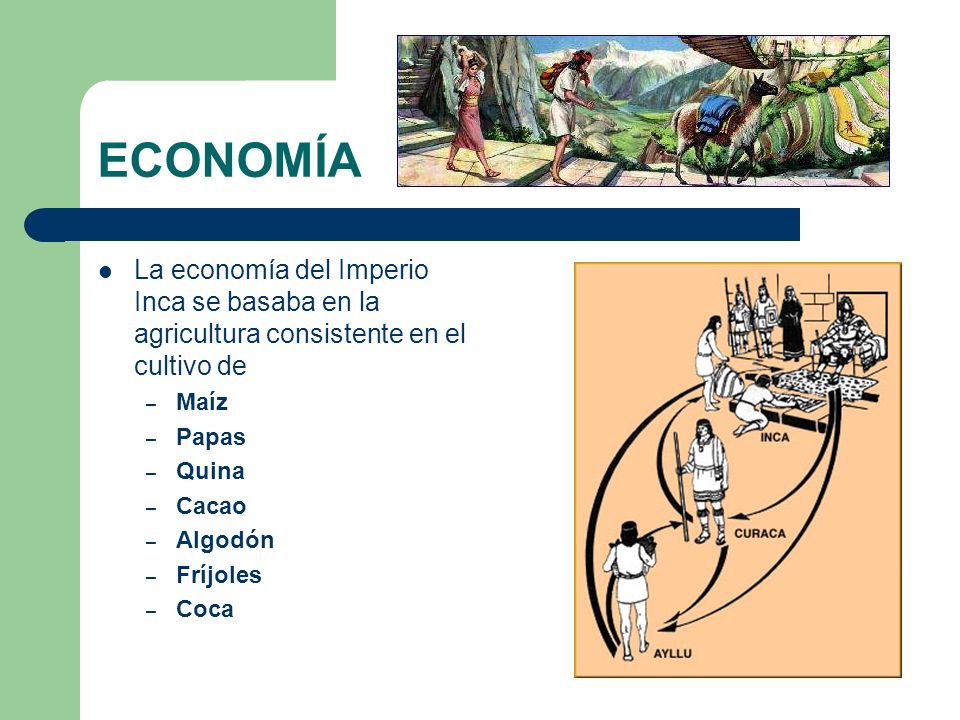 ECONOMÍA La economía del Imperio Inca se basaba en la agricultura consistente en el cultivo de. Maíz.